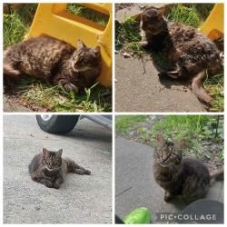 Lost Male Cat last seen Issac and Wyandotte, Windsor, ON N8S 1T8