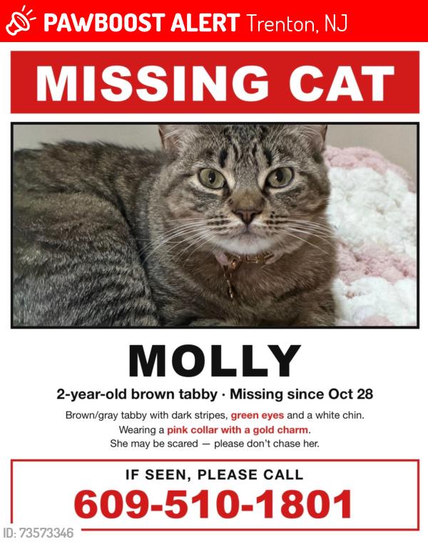 Lost Female Cat last seen Quaker Bridge Road, Trenton, NJ 08648