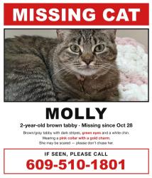 Lost Female Cat last seen Quaker Bridge Road, Trenton, NJ 08648