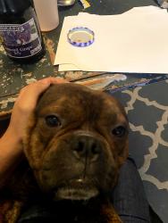 Reunited Male Dog last seen Veterans park, Brentwood, CA 94513
