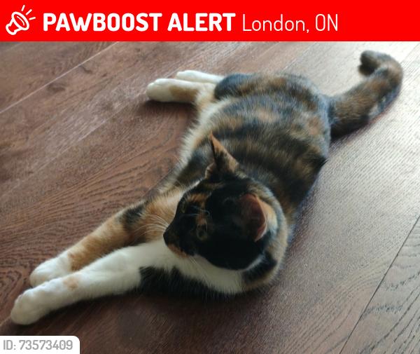 Lost Female Cat last seen Field behind the German Canadian Club, edge of the Coves, London, ON 