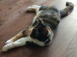 Lost Female Cat last seen Field behind the German Canadian Club, edge of the Coves, London, ON 