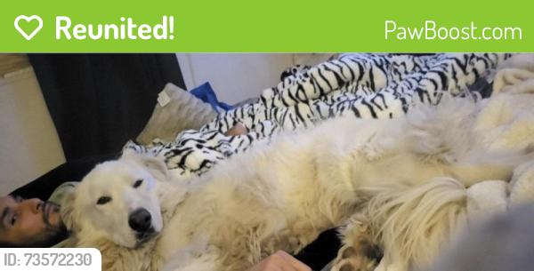 Reunited Male Dog last seen Olive and minnewawa, Fresno, CA 93727