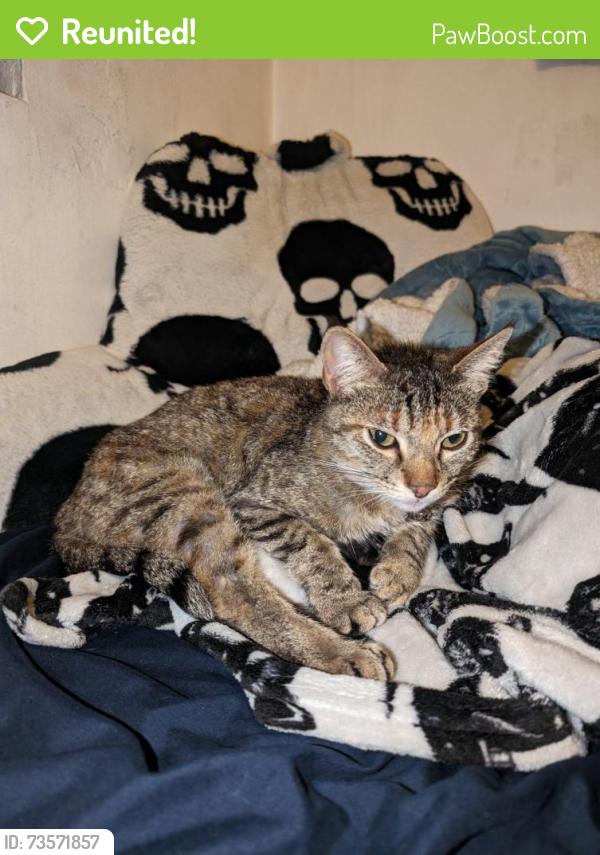Reunited Female Cat last seen Near Gallant St, Bell Gardens, CA 90201, USA, Bell Gardens, CA 90201