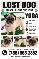 Lost Male Dog last seen 174th Street 92nd avenue, Palmetto Bay, FL 33157