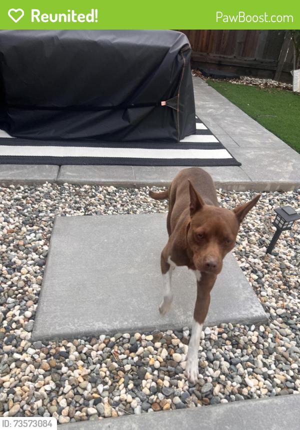Reunited Female Dog last seen Summerfield, Antioch, CA 94531