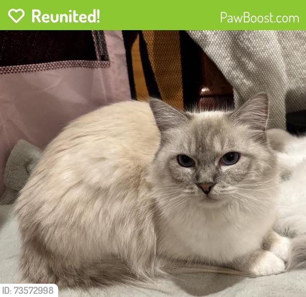 Reunited Female Cat last seen Alameda Landing rectangle park. Cross street is Bingham, Alameda, CA 94501