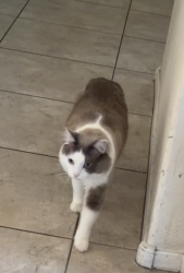 Lost Male Cat last seen 79th ave and lower buckeye rd, Phoenix, AZ 85043