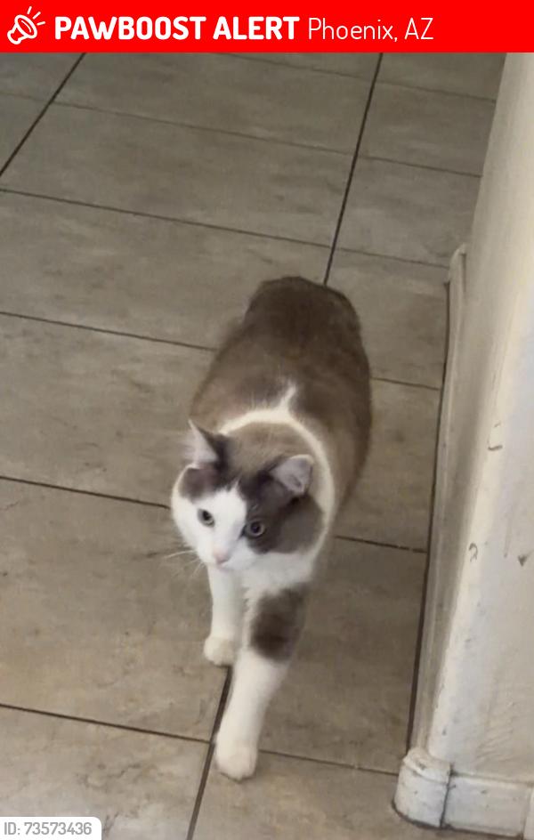 Lost Male Cat last seen 79th ave and lower buckeye rd, Phoenix, AZ 85043