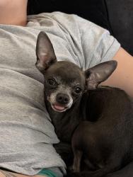 Lost Male Dog last seen Laurel canyon and rinaldi by the greyhound station, San Fernando, CA 91340