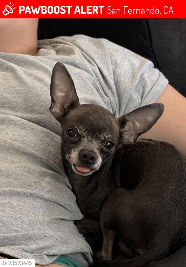 Lost Male Dog last seen Laurel canyon and rinaldi by the greyhound station, San Fernando, CA 91340