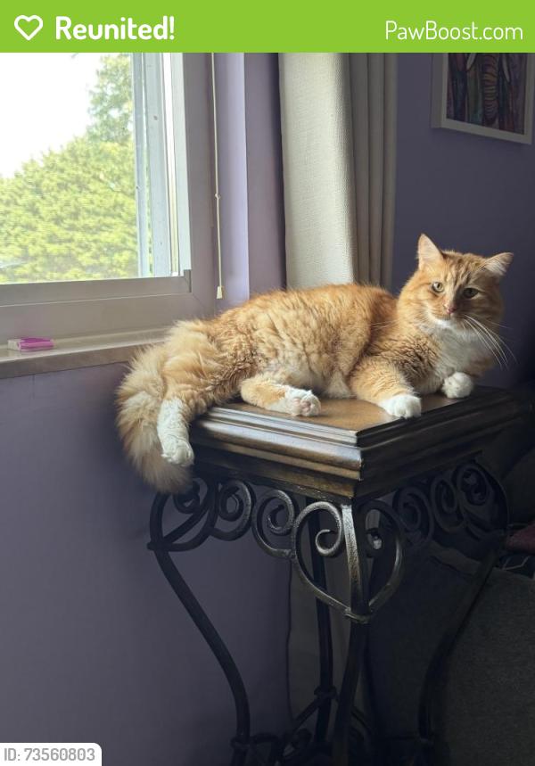 Reunited Male Cat last seen Belmont West Neighborhood, Knoxville, TN 37923