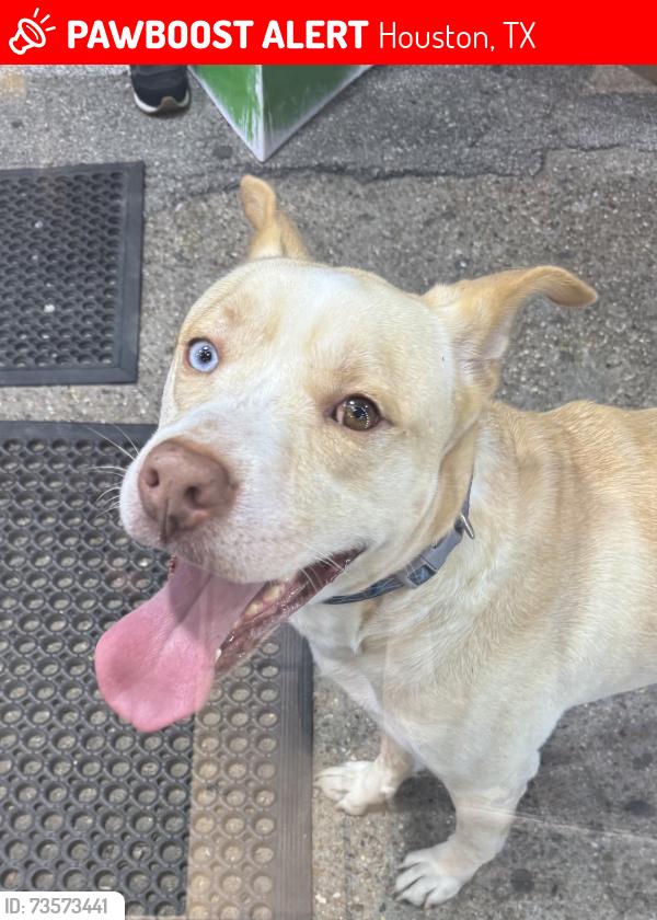 Lost Male Dog last seen 6001Gulfton St Houston Tx 77081 Apartamento #993, Houston, TX 77081