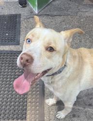 Lost Male Dog last seen 6001Gulfton St Houston Tx 77081 Apartamento #993, Houston, TX 77081
