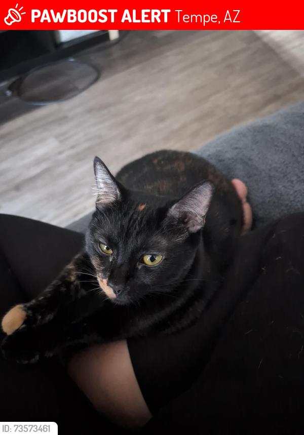 Lost Female Cat last seen 11th street and beck, Tempe, AZ 85281