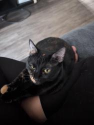 Lost Female Cat last seen 11th street and beck, Tempe, AZ 85281