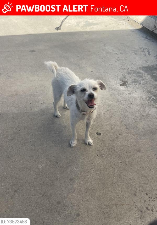 Lost Female Dog last seen Near Bell Tower Dr Fontana, CA 92337 United States, Fontana, CA 92337