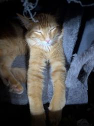 Lost Female Cat last seen 11th street and beck, Tempe, AZ 85281