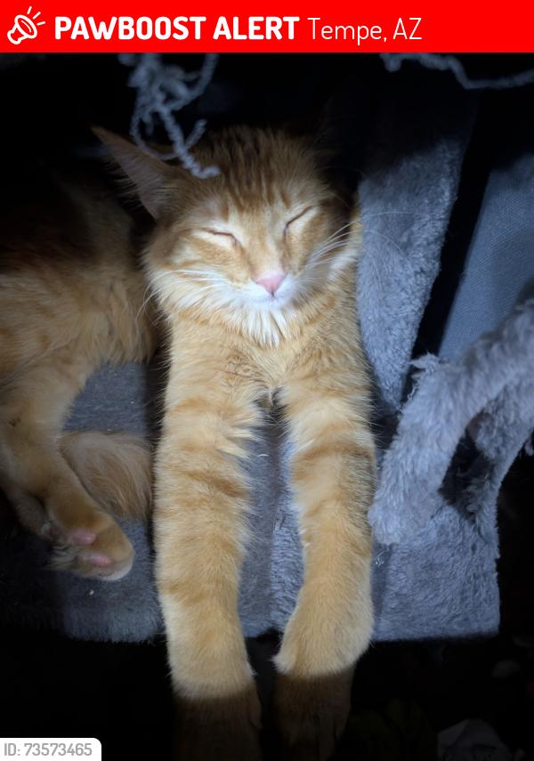 Lost Female Cat last seen 11th street and beck, Tempe, AZ 85281