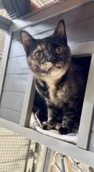 Found/Stray Female Cat last seen Bruceville & W. Stockton blvd, Sacramento, CA 95814