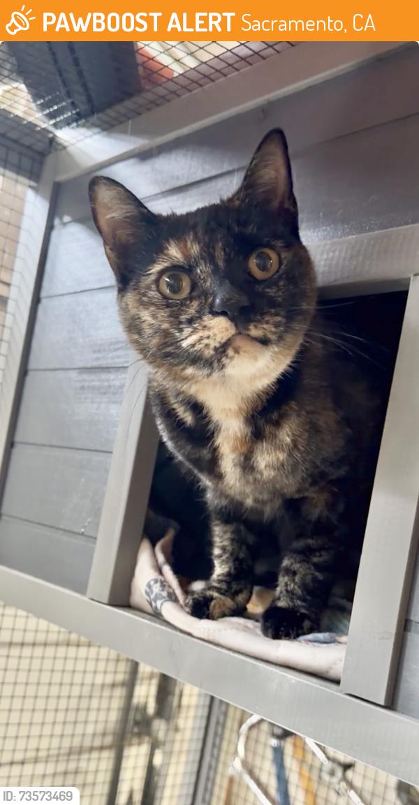 Found/Stray Female Cat last seen Bruceville & W. Stockton blvd, Sacramento, CA 95814