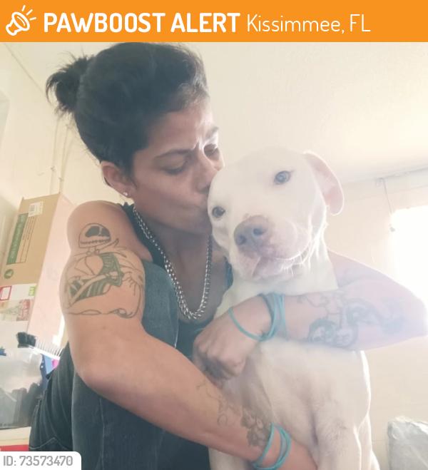 Found/Stray Male Dog last seen Kissimmee, Kissimmee, FL 34744