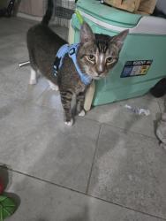 Lost Male Cat last seen Saranac dr, Lutheran south academy, Houston, TX 77089