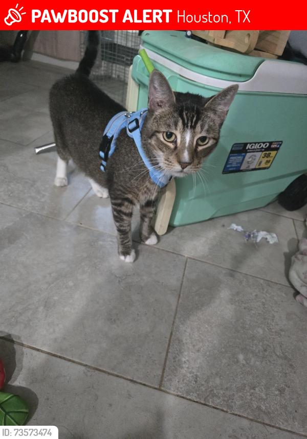Lost Male Cat last seen Saranac dr, Lutheran south academy, Houston, TX 77089