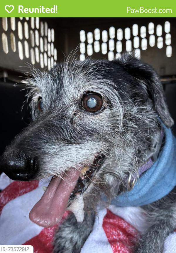 Reunited Unknown Dog last seen De Villiers and Strong St, Pensacola, FL 32501