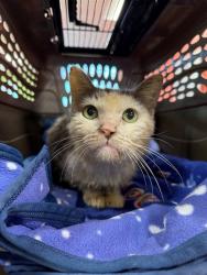 Shelter Stray Female Cat last seen Near BLOCK HUNTOON AVENUE, 3528 Newburg Rd, Louisville, KY 40218, USA