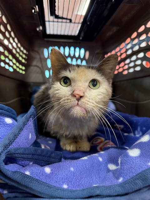 Shelter Stray Female Cat last seen Near BLOCK HUNTOON AVENUE, 3528 Newburg Rd, Louisville, KY 40218, USA