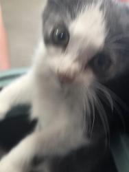 Shelter Stray Female Cat last seen Near BLOCK ALLMOND AVE, 3528 Newburg Rd, Louisville, KY 40218, USA