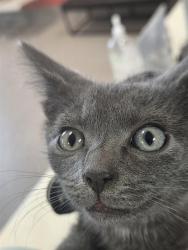 Shelter Stray Female Cat last seen Near BLOCK ALLMOND AVE, 3528 Newburg Rd, Louisville, KY 40218, USA