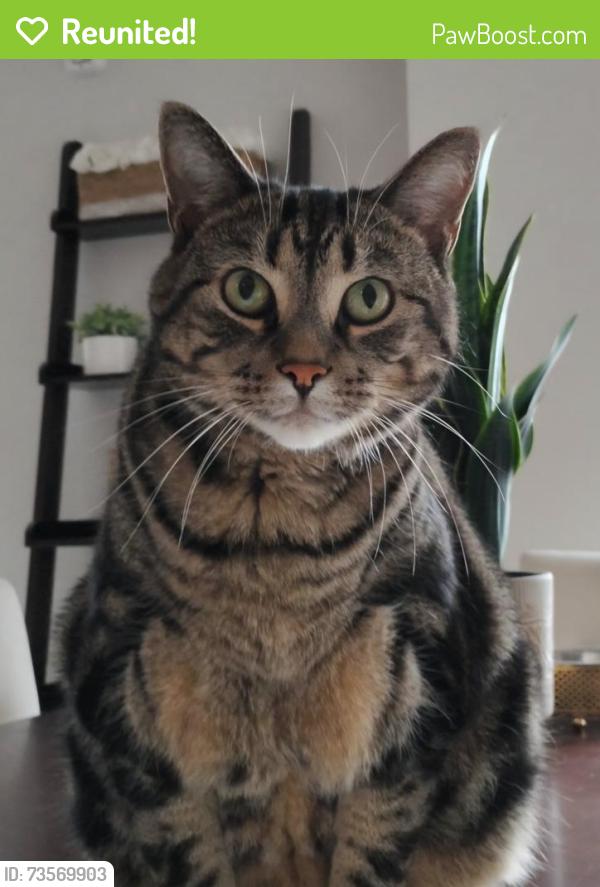 Reunited Male Cat last seen SOUTHDALE RD W & RALEIGH, London, ON 