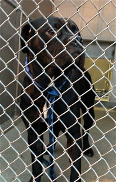 Shelter Stray Male Dog last seen MARSH ST & KIT CARSON ST, 2127 Front St, Sacramento, CA 95818, USA