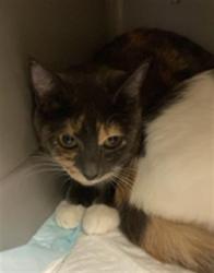 Shelter Stray Female Cat last seen FRONT ST & U ST, 2127 Front St, Sacramento, CA 95818, USA