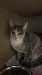Shelter Stray Female Cat last seen FRONT ST & U ST, 2127 Front St, Sacramento, CA 95818, USA
