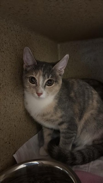 Shelter Stray Female Cat last seen FRONT ST & U ST, 2127 Front St, Sacramento, CA 95818, USA