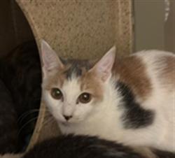 Shelter Stray Female Cat last seen FRONT ST & U ST, 2127 Front St, Sacramento, CA 95818, USA