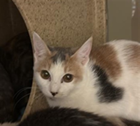 Shelter Stray Female Cat last seen FRONT ST & U ST, 2127 Front St, Sacramento, CA 95818, USA