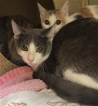 Shelter Stray Male Cat last seen FRONT ST & U ST, 2127 Front St, Sacramento, CA 95818, USA