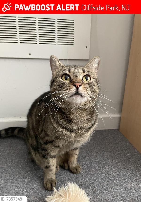 Lost Female Cat last seen Cliff st and George rd, Bp gas station, Cliffside Park, NJ 07010