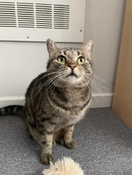 Lost Female Cat last seen Cliff st and George rd, Bp gas station, Cliffside Park, NJ 07010
