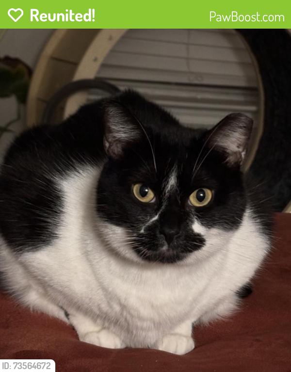 Reunited Female Cat last seen Gates of Allen station apmts, Allen, TX 75002