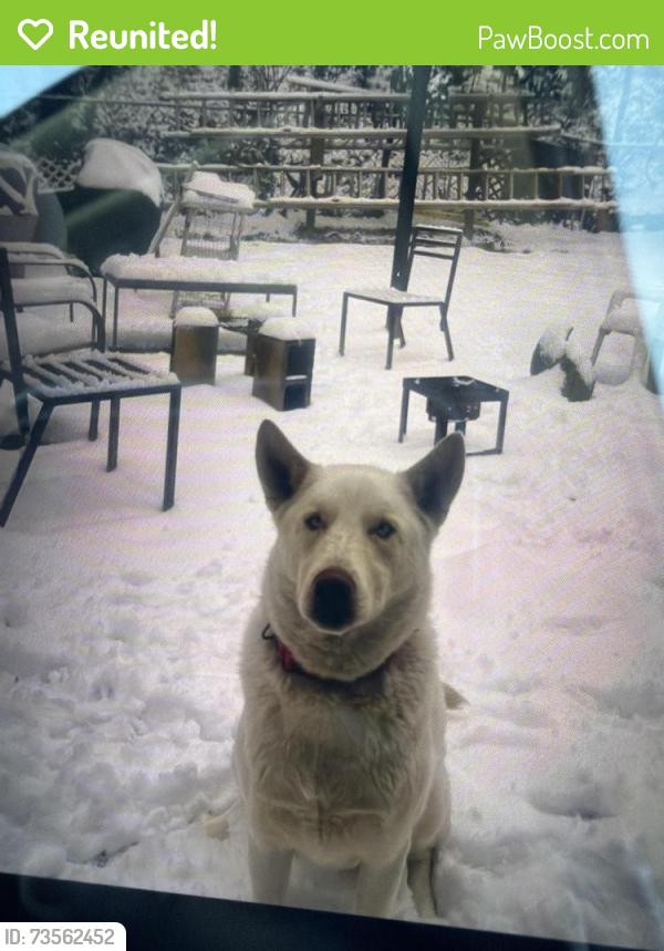 Reunited Male Dog last seen Peachtree rd, Chamblee, GA 30341