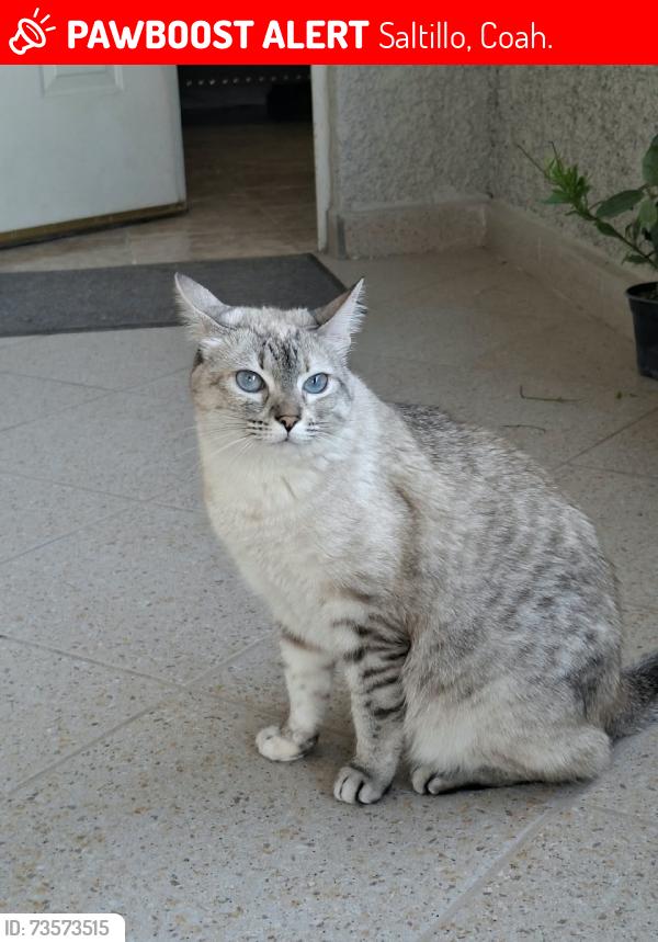 Lost Female Cat last seen Rancho de Peña saltillo coahuila, Saltillo, Coah. 