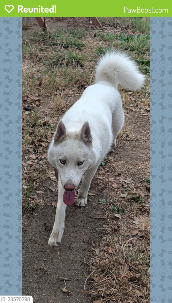 Reunited Male Dog last seen Santa Fe and Elmo, North Highlands, CA 95660