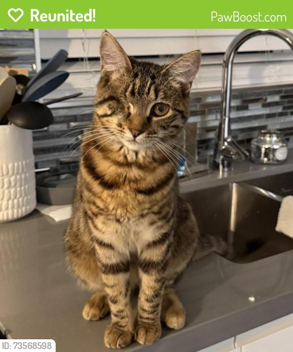 Reunited Female Cat last seen Near fiesta Latina market, Richmond, CA 94804
