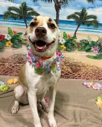 Reunited Female Dog last seen Near Chandler rd se, Huntsville, AL 35801