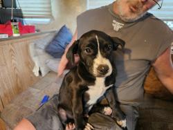 Lost Male Dog last seen C Ave and Main, Hesperia, CA 92345